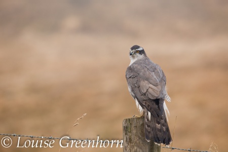 Goshawk (Accipiter gentilis) Louise Greenhorn